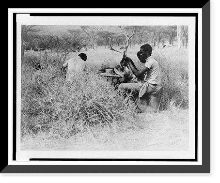 Historic Framed Print, [African laborers prepare bird specimens ...