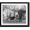 thumbnail image 1 of Historic Framed Print, [Albert Payson Terhune, 1872-1942, full-length portrait, standing, facing left, with 4 dogs], 17-7/8" x 21-7/8", 1 of 9