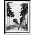 thumbnail image 1 of Historic Framed Print, Avenue of palms, Havana - 2, 17-7/8" x 21-7/8", 1 of 9