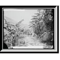 thumbnail image 1 of Historic Framed Print, Banana grove in the Barranca, 17-7/8" x 21-7/8", 1 of 9
