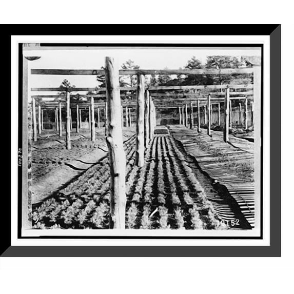Historic Framed Print, [Bed of one-year-old yellow pine trees, Mount Herman Nursery, Pike National Forest, El Paso County, Colorado], 17-7/8" x 21-7/8"