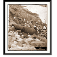 thumbnail image 1 of Historic Framed Print, Charleston S.C. Site of the night attack on Fort Sumter September 8 1863, 17-7/8" x 21-7/8", 1 of 9