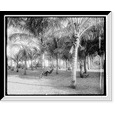 thumbnail image 1 of Historic Framed Print, Cocoanut grove at McCormick's, Lake Worth, Fla., 17-7/8" x 21-7/8", 1 of 9