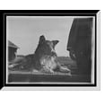 thumbnail image 1 of Historic Framed Print, Collie's head - 5, 17-7/8" x 21-7/8", 1 of 9