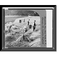 thumbnail image 1 of Historic Framed Print, Cutting rye near Schwarza, Germany, 17-7/8" x 21-7/8", 1 of 9
