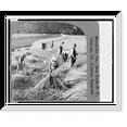 thumbnail image 1 of Historic Framed Print, Cutting rye near Schwarza Germany, 17-7/8" x 21-7/8", 1 of 9