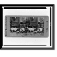 thumbnail image 1 of Historic Framed Print, [Dog looking at monkey with ball of yarn].Leander Baker, photographer., 17-7/8" x 21-7/8", 1 of 9