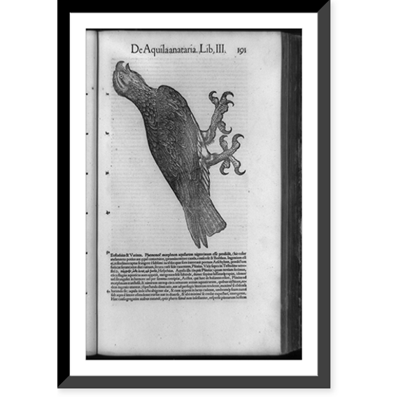 Historic Framed Print, [Eagle with prominent claws; and surrounding text], 17-7/8" x 21-7/8"