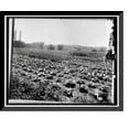 thumbnail image 1 of Historic Framed Print, Food Garden Commission - 4, 17-7/8" x 21-7/8", 1 of 9