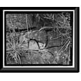 thumbnail image 1 of Historic Framed Print, Fort Barry, Bonita Ridge Access Road, Retaining Wall, Point Bonita, Marin Headlands, Sausalito vicinity, Marin County, CA - 5, 17-7/8" x 21-7/8", 1 of 9