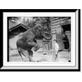 thumbnail image 1 of Historic Framed Print, Hattie and Snyder, Central Park. Profile views of both Snyder and the elephant., 17-7/8" x 21-7/8", 1 of 9