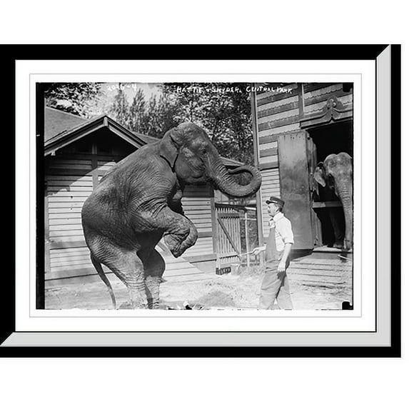 Historic Framed Print, Hattie and Snyder, Central Park. Profile views of both Snyder and the elephant., 17-7/8" x 21-7/8"
