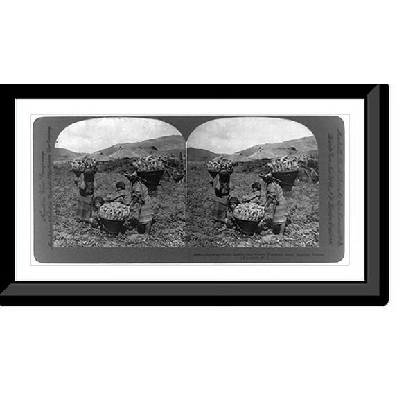 Historic Framed Print, Island of Luzon, Philippine Islands: Igorrate girls gathering sweet potatoes near Bagino, 17-7/8" x 21-7/8"