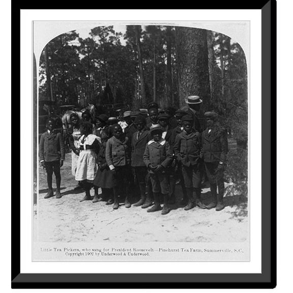 Historic Framed Print, Little tea pickers [African American children], who sang for President Roosevelt - Pinehurst Tea Farm, Summerville, S.C., 17-7/8" x 21-7/8"