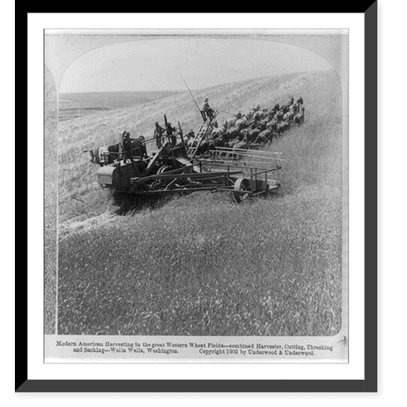 Historic Framed Print, Modern American harvesting the great western wheat fields - combined harvester, cutting, threshing and sacking, Walla Walla, Washington, 17-7/8" x 21-7/8"