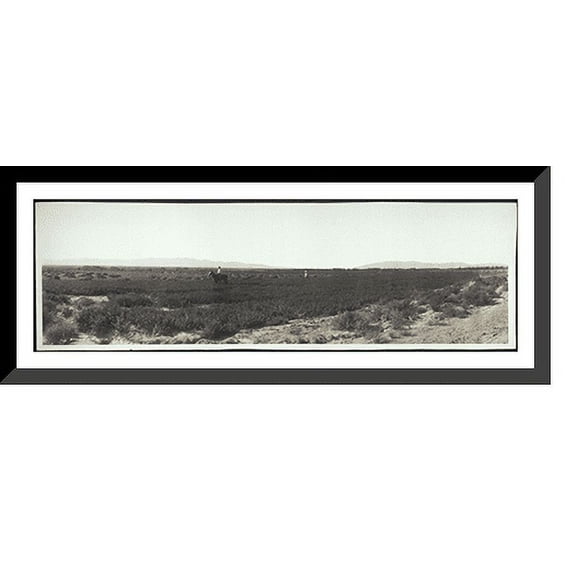 Historic Framed Print, NV Alfalfa fields, Las Vegas 1910 PHOTO, 36-3/8" x 8-3/8"