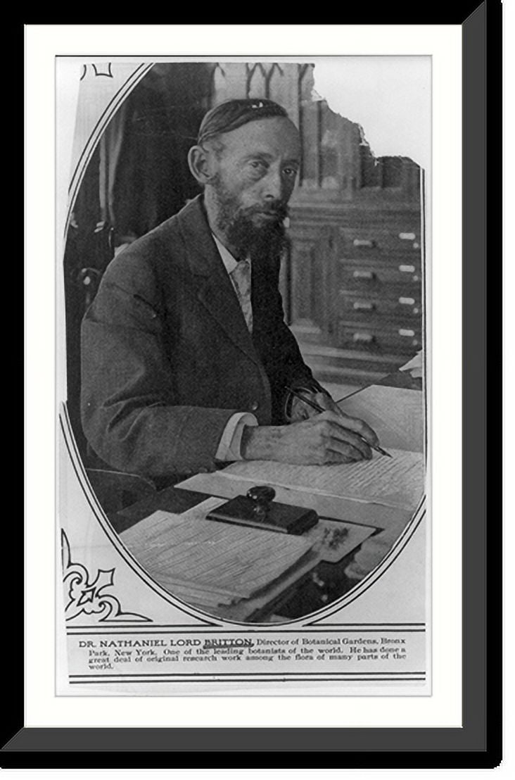 Historic Framed Print, [Nathaniel Lord Britton, 18591934, halflength