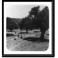 thumbnail image 1 of Historic Framed Print, Olive groves near Bethlehem, 17-7/8" x 21-7/8", 1 of 9