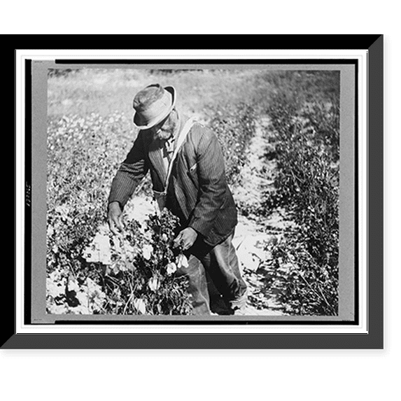 Historic Framed Print, Picking cotton outside Clarksdale, Mississippi Delta, Mississippi, 17-7/8" x 21-7/8"