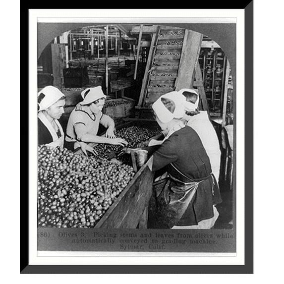 Historic Framed Print, Picking stems and leaves from olives while automatically conveyed to grading machine, Sylmar, Calif., 17-7/8" x 21-7/8"