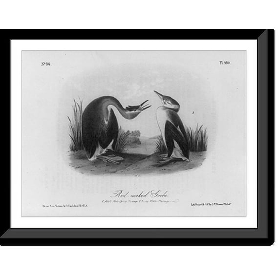 Historic Framed Print, Red-necked Grebe, 17-7/8" x 21-7/8"