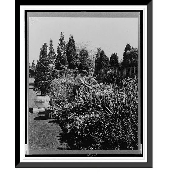 Historic Framed Print, Rhode Island. Newport. A.C. James home, Blue Garden, gardener working in flowers, 17-7/8" x 21-7/8"