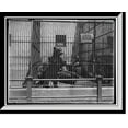 thumbnail image 1 of Historic Framed Print, Russian bears, Highland Park Zoo, Pittsburgh, Pa., 17-7/8" x 21-7/8", 1 of 9