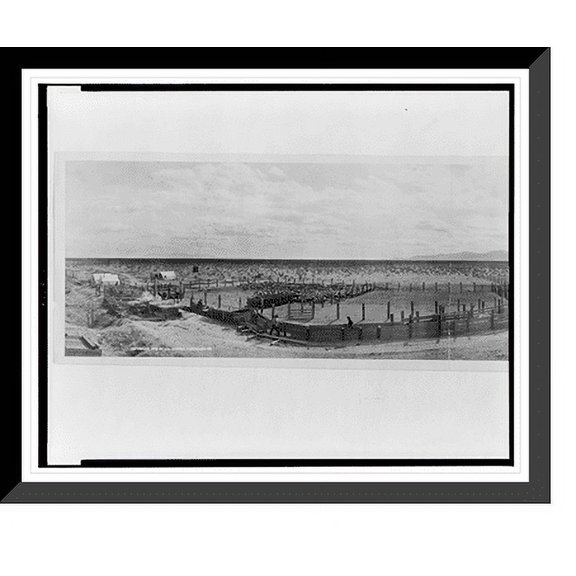 Historic Framed Print, Sheep dipping, Beardsley, Arizona - 2, 17-7/8" x 21-7/8"