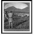 thumbnail image 1 of Historic Framed Print, Shepherds and their flocks on the Argive Plain, Greece, 17-7/8" x 21-7/8", 1 of 9