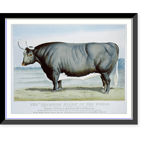 Historic Framed Print, The Champion Steer" of the world: Owned and fattened by George Ayrault, Po'keepsie, N.Y." - 2, 17-7/8" x 21-7/8"