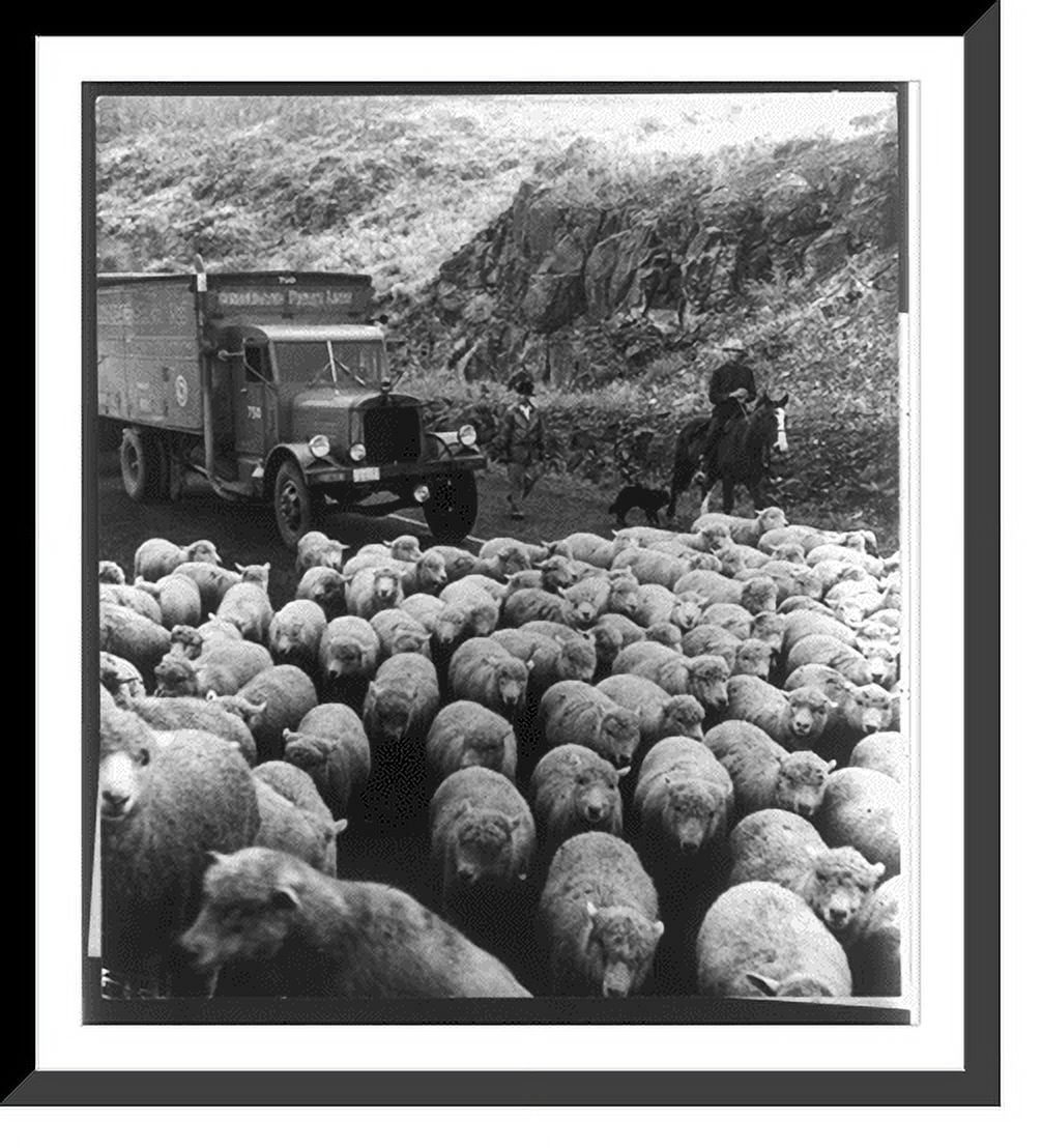 Historic Framed Print, Trucks of Consolidated Freightways carrying war