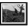 thumbnail image 1 of Historic Framed Print, Two young eagles in nest, Lafayette National Park, Mt. Desert Island, Maine, 17-7/8" x 21-7/8", 1 of 9