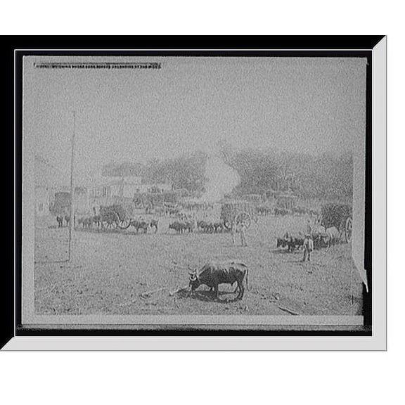 Historic Framed Print, Weighing sugar cane before unloading at the mill, 17-7/8" x 21-7/8"