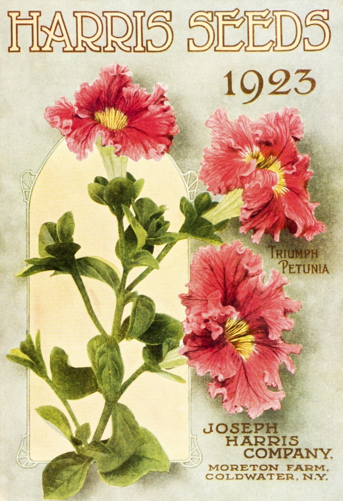 Historic Harris Seeds catalog with illustration of Triumph Petunia flower from 20th century Canvas Art - Remsberg Inc Design Pics (12 x 18)