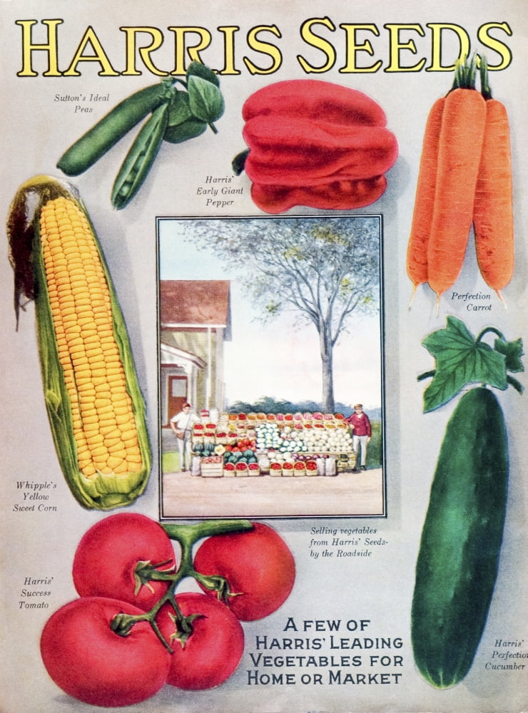 Historic Harris seeds catalog with illustration of vegetables from 20th century Canvas Art - Remsberg Inc Design Pics (13 x 18)