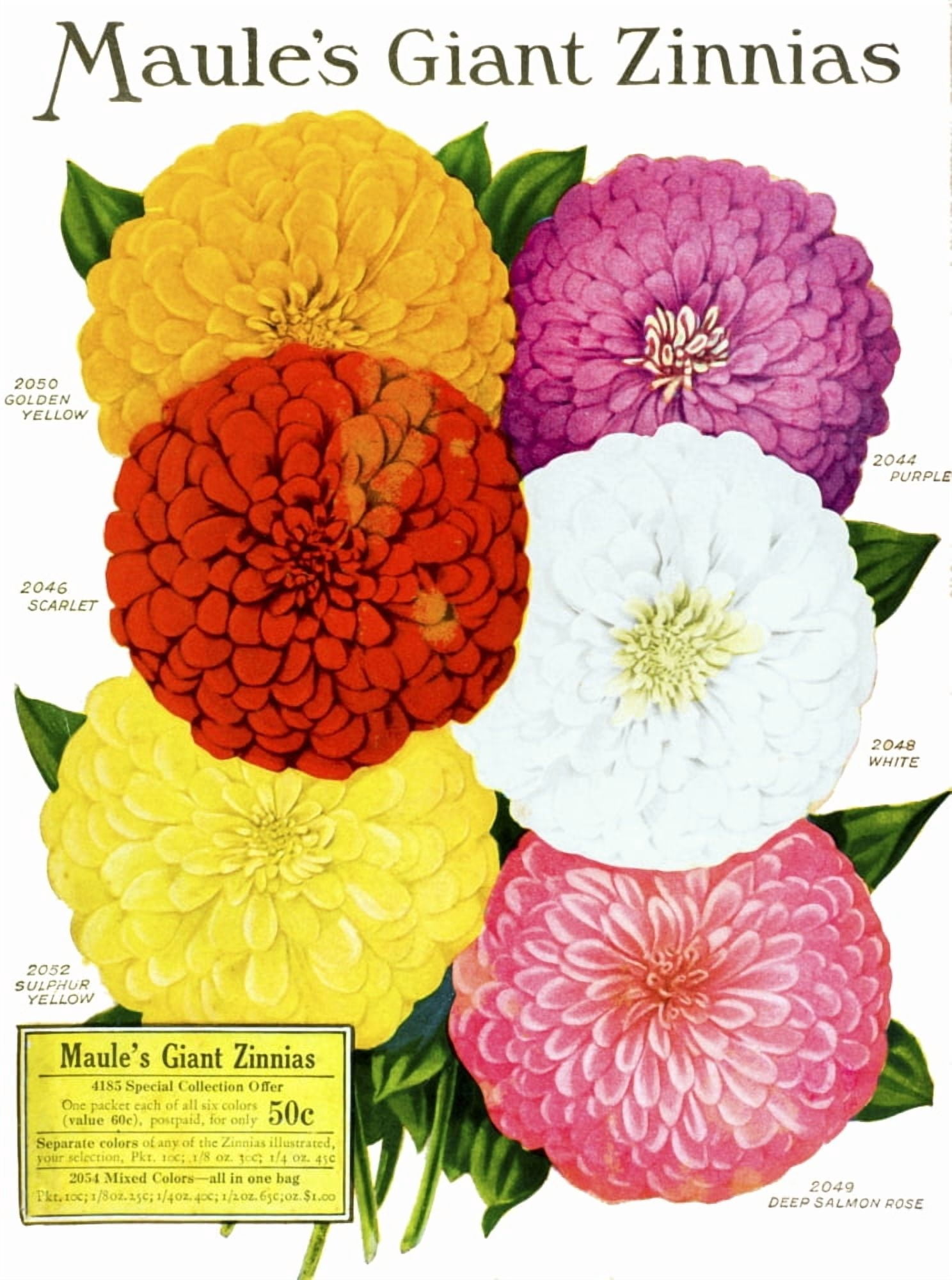 Historic Maules seed catalog with illustration of giant Zinnnias flower from 20th century Canvas Art - Remsberg Inc Design Pics (26 x 36)