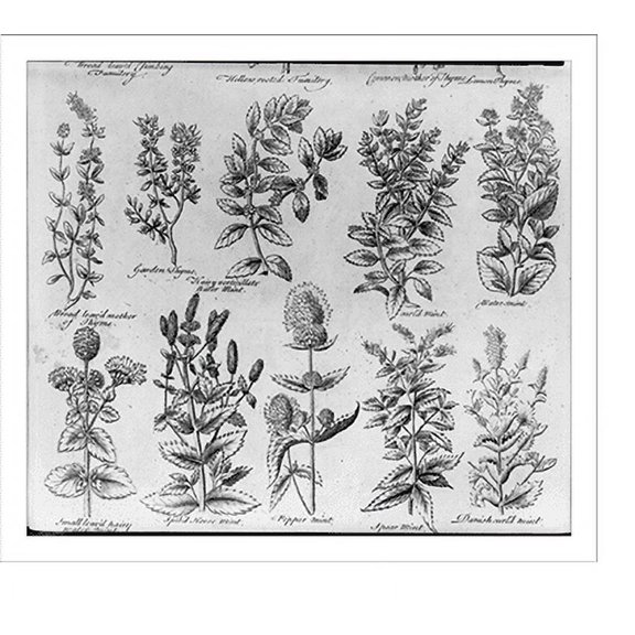 Historic Print, [10 figures of different varities of thyme and mint], 18" x 24"