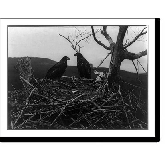 Historic Print, 2 young eagles in nest, Lafayette National Park, Mt. Desert Island, Maine, 18" x 24"