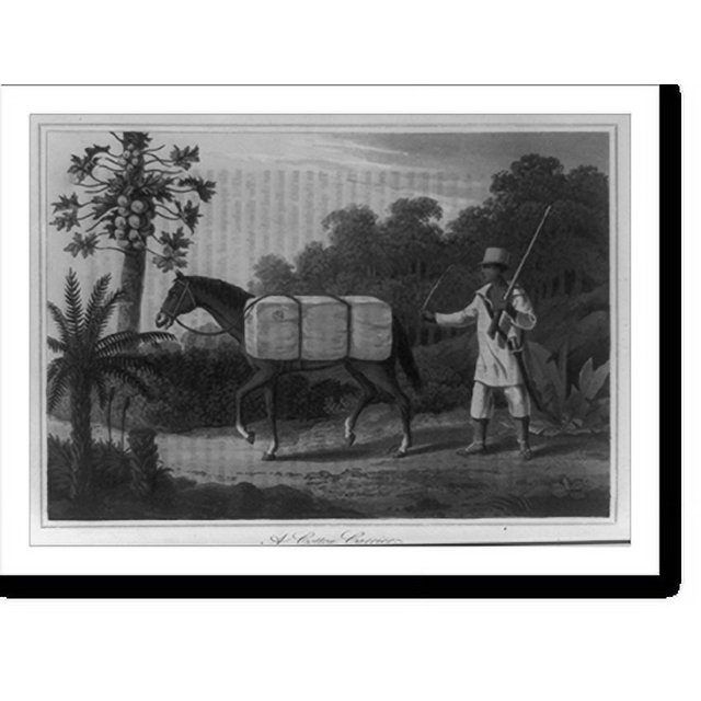 Historic Print, A Cotton carrier, 16" x 20"