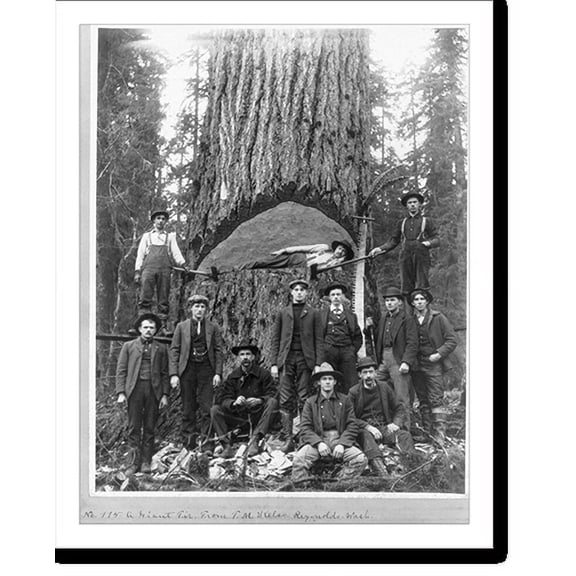 Historic Print, A Giant Fir tree, with lumberjacks, one lying in cut in tree, and other persons in front of tree, 16" x 20"