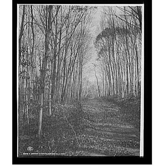 Historic Print, A Roadway in autumn, Berkshire Hills, Mass., 16" x 20"