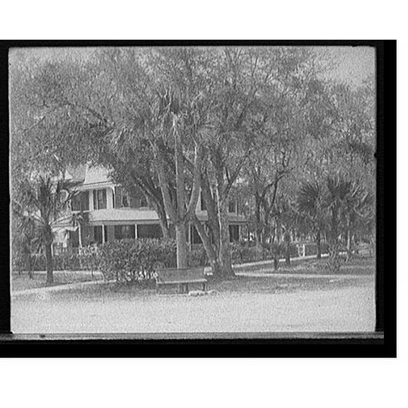 Historic Print, A Three-limbed palmetto tree, Daytona, Fla., 16" x 20"