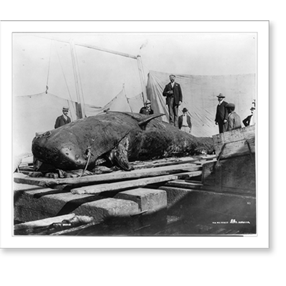 Historic Print, A baby sperm whale, Bermuda, 16" x 20"