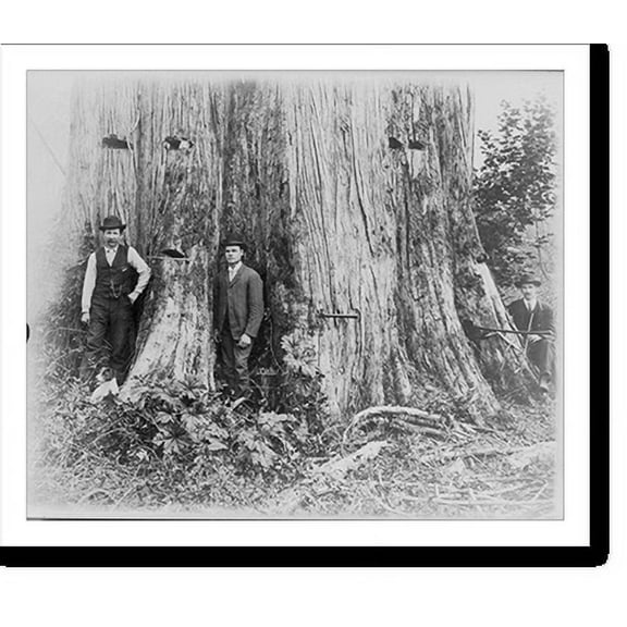 Historic Print, A cedar tree in Washington, 18 feet in diameter, 16" x 20"