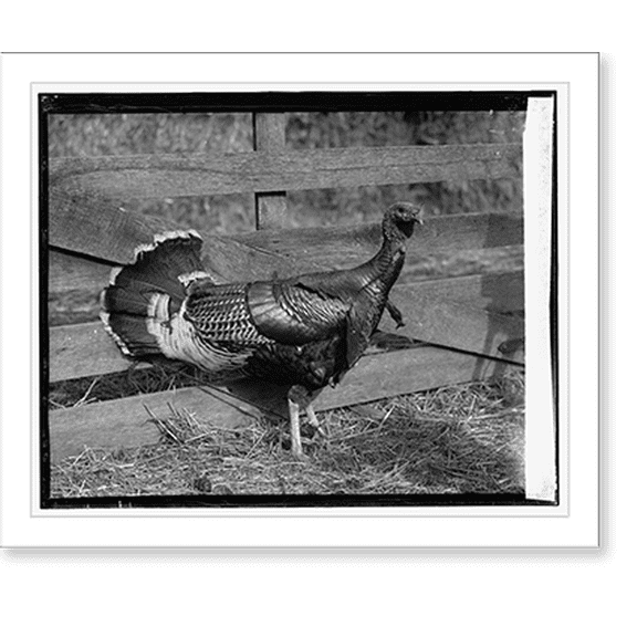 Historic Print, A good turkey picture, 16" x 20"