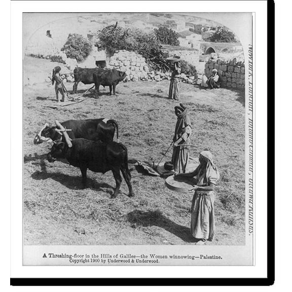 Historic Print, A threshing floor in the hills of Galilee - the women winnowing Palestine, 18" x 24"