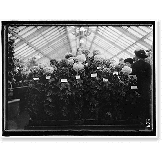 Historic Print, AGRICULTURE DEPARTMENT DAHLIA SHOW, 16" x 20"
