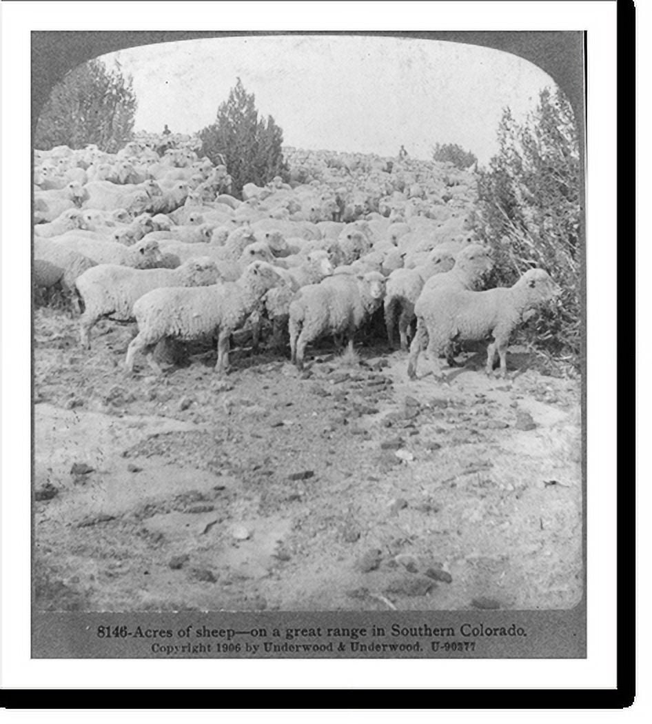Historic Print, Acres of sheep on a great range in southern Colorado