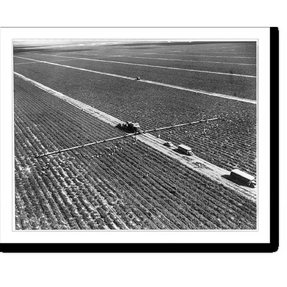 Historic Print, [Aerial view of tomatoes being harvested with the use of a large machine at the B & L Farm Company in the Homestead-Redland Region near Miami, Fla.], 16" x 20"