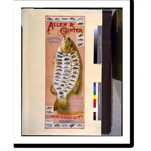 Historic Print, Allen & Ginter, Richmond, Virginia. 50 fish from